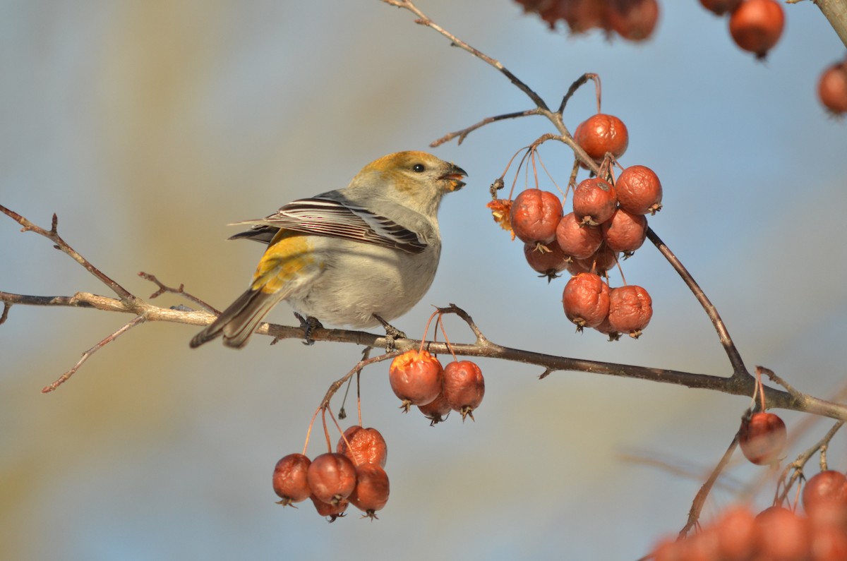 Pine Grosbeak - ML421942231