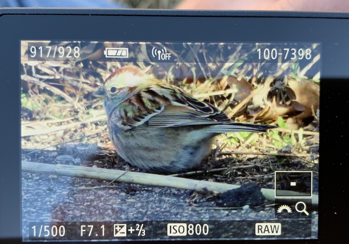 American Tree Sparrow - ML421944541