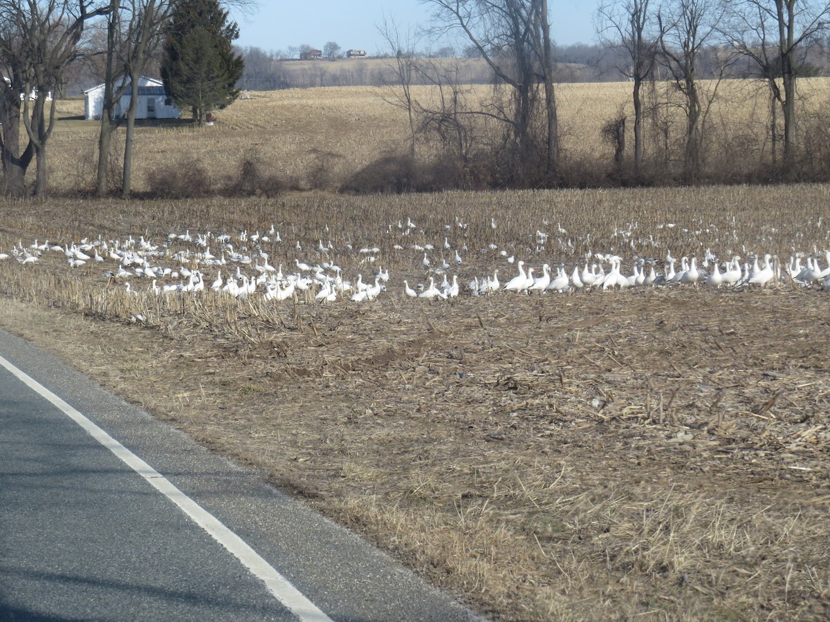 Snow Goose - Greg Hanisek