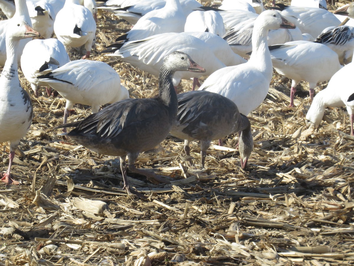 Snow Goose - ML421947411