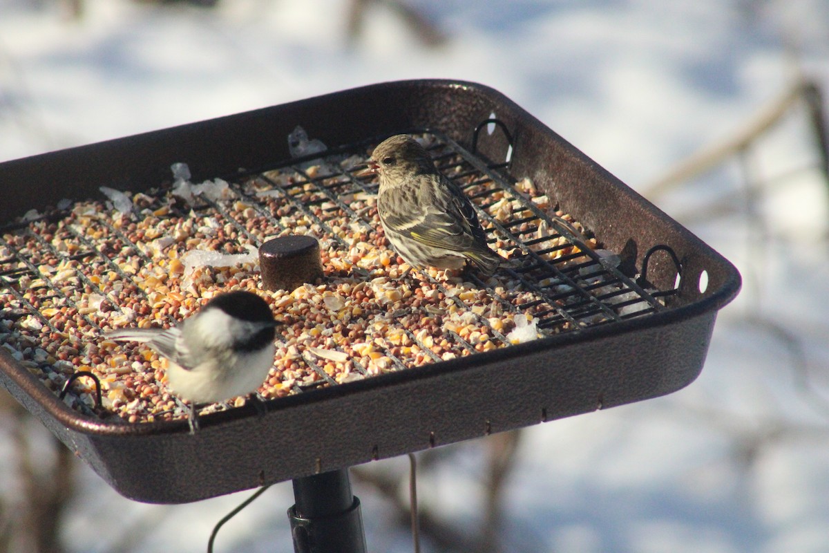 Pine Siskin - ML421947731