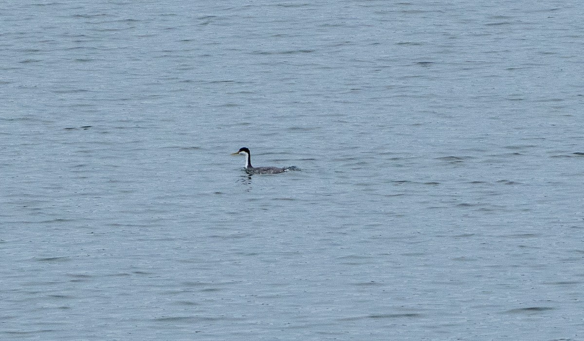 Western Grebe - Benjamin Tryon