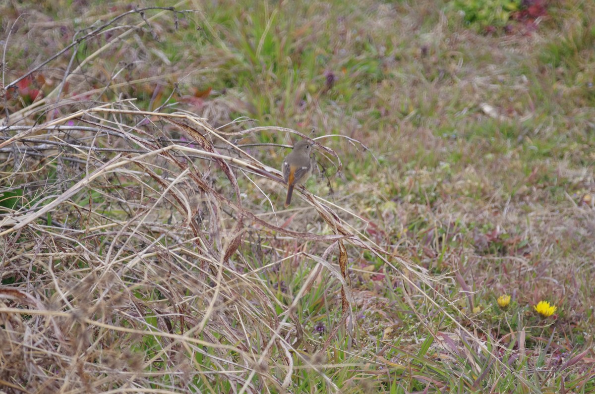 Daurian Redstart - Keishi Tsukamoto