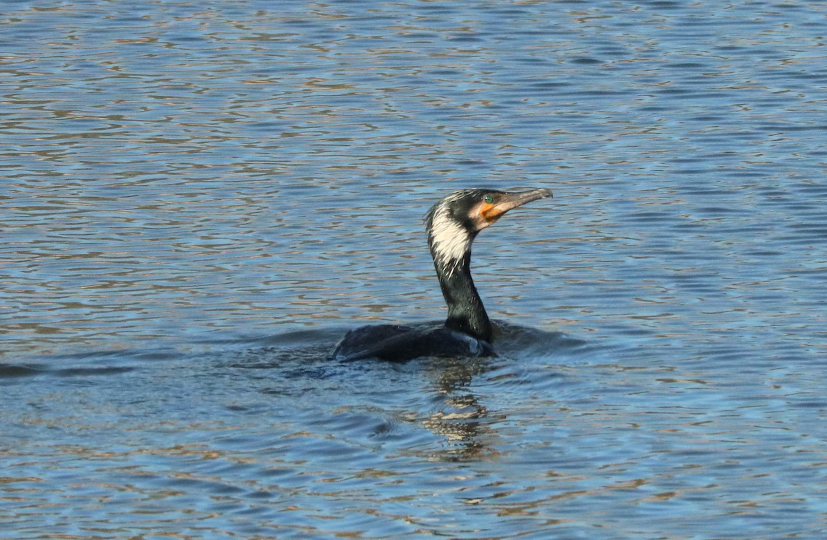 Great Cormorant - Jan Roedolf