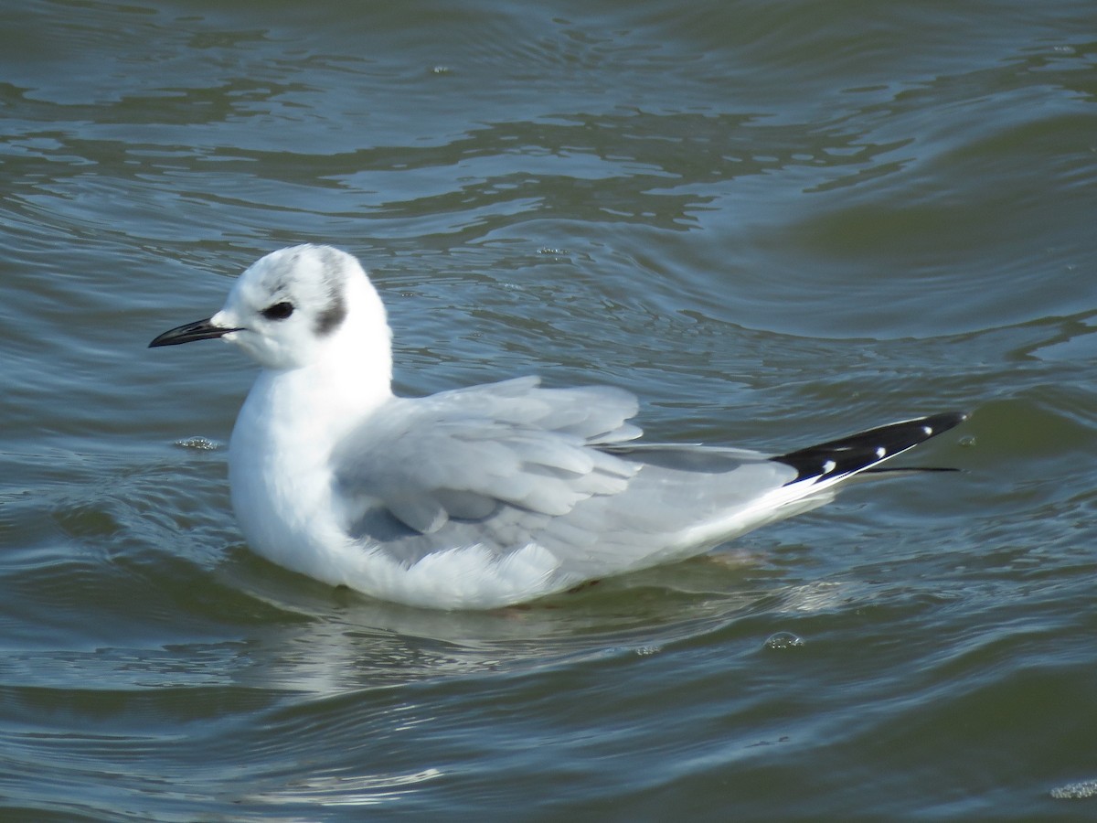 Bonaparte's Gull - ML421950001