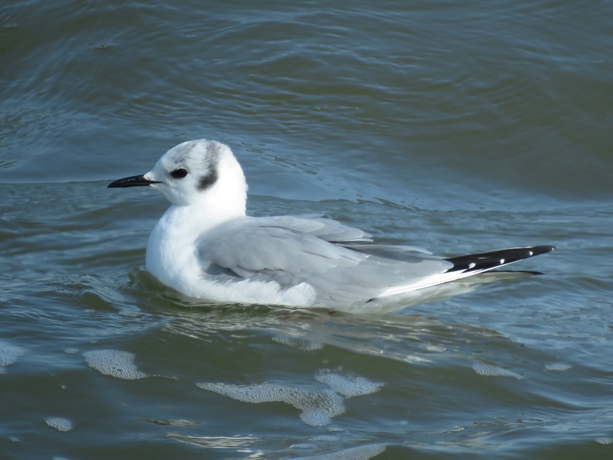 Bonaparte's Gull - ML421950011