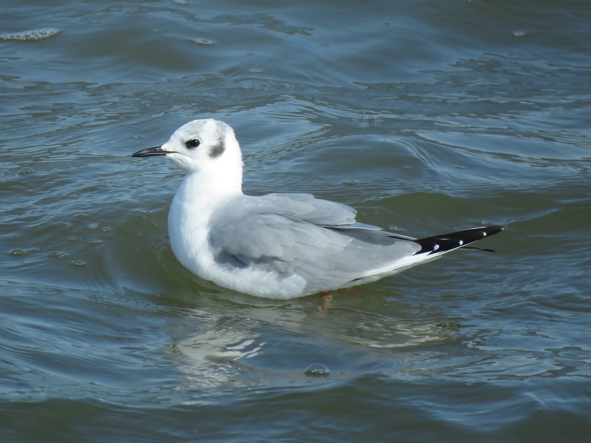 Bonaparte's Gull - ML421950031