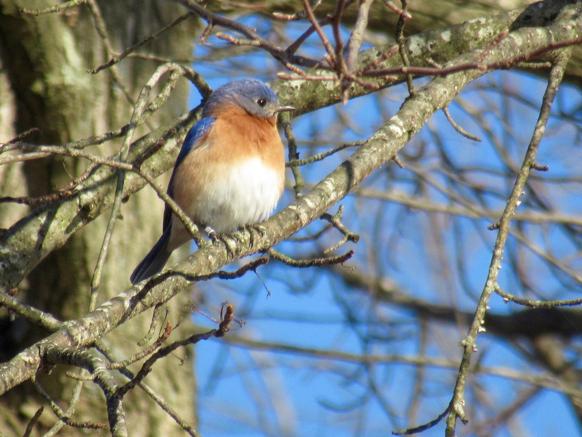 Eastern Bluebird - ML421950241