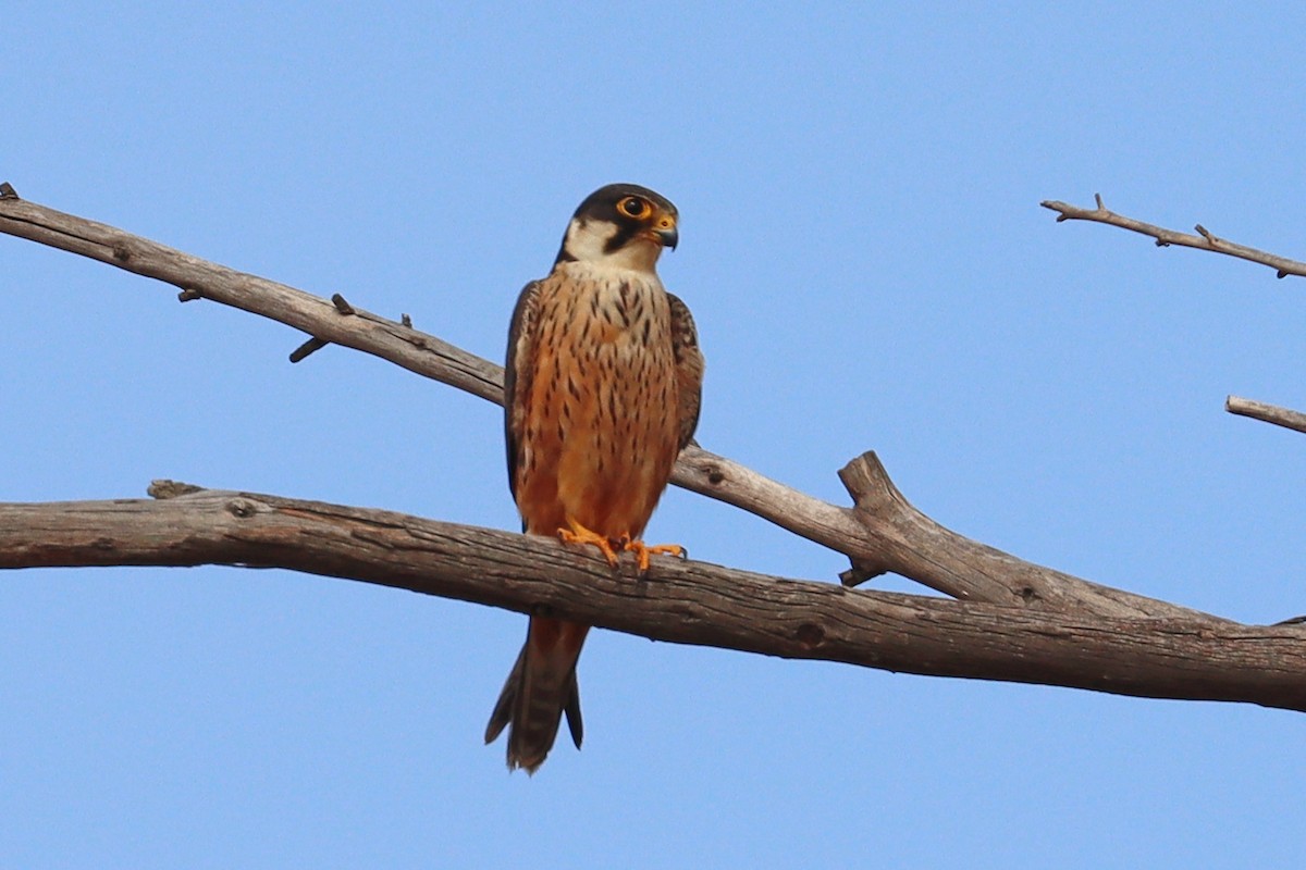 African Hobby - Oliver Fowler