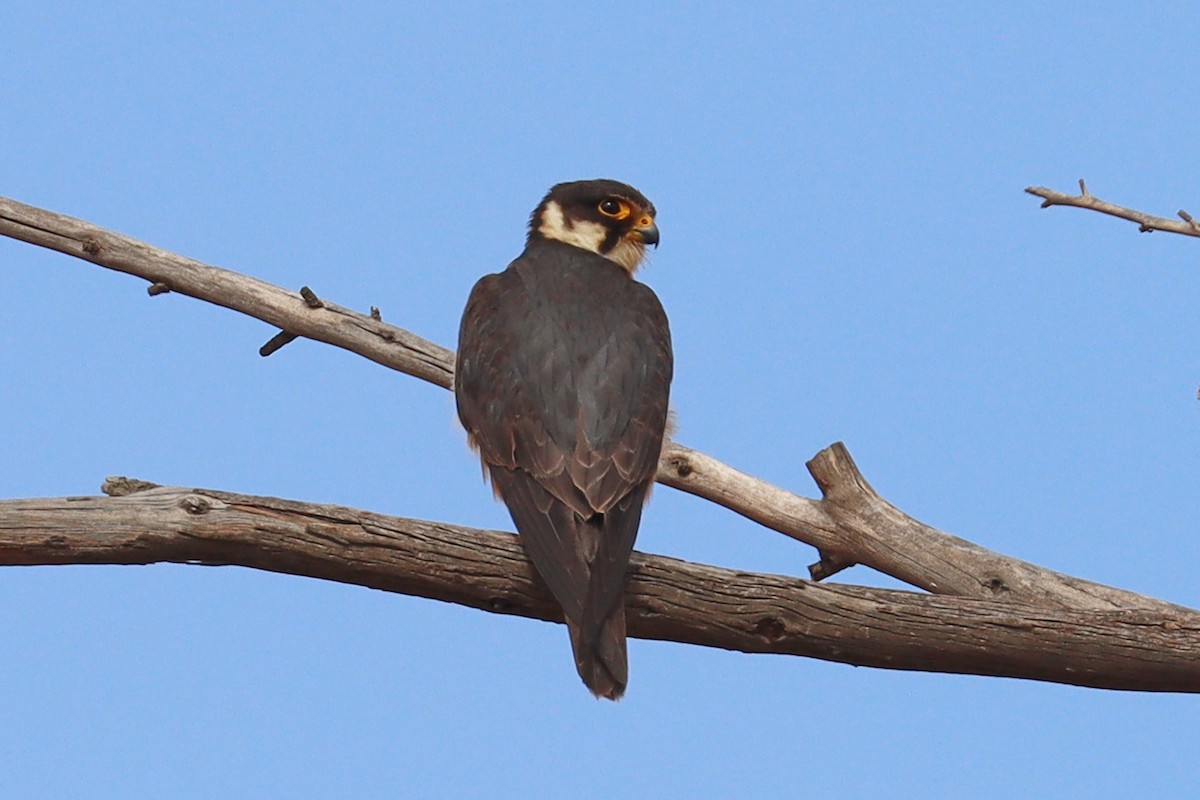 African Hobby - ML421956851