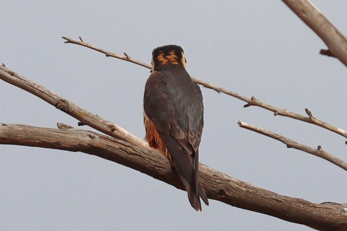 African Hobby - Oliver Fowler