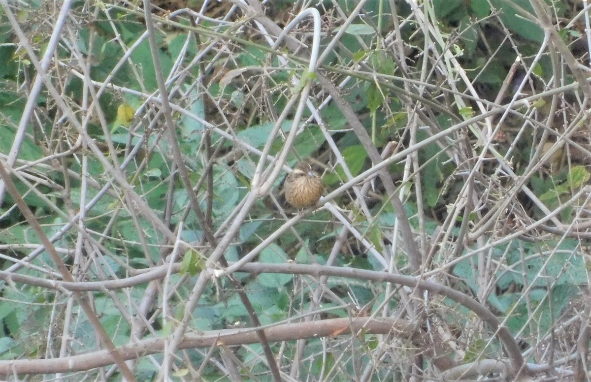 Pink-browed Rosefinch - ML421957461