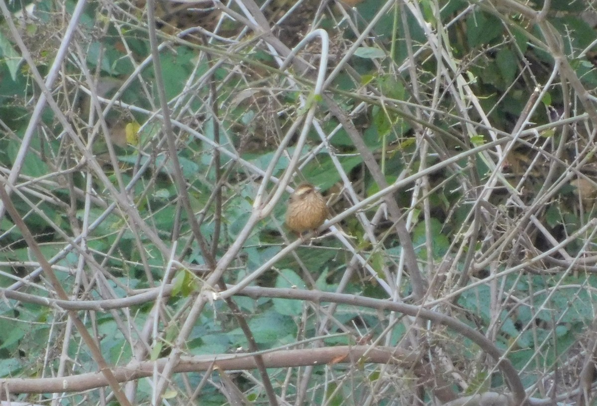 Pink-browed Rosefinch - ML421957481