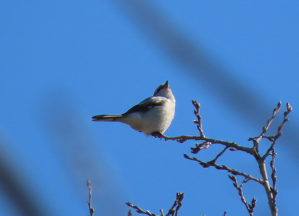 Northern Shrike - Barbara Ragucci