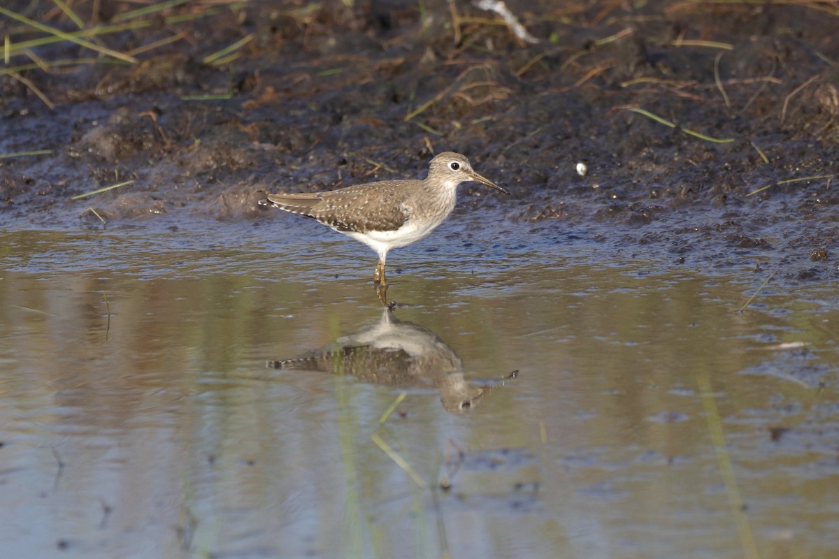 Solitary Sandpiper - ML421960221