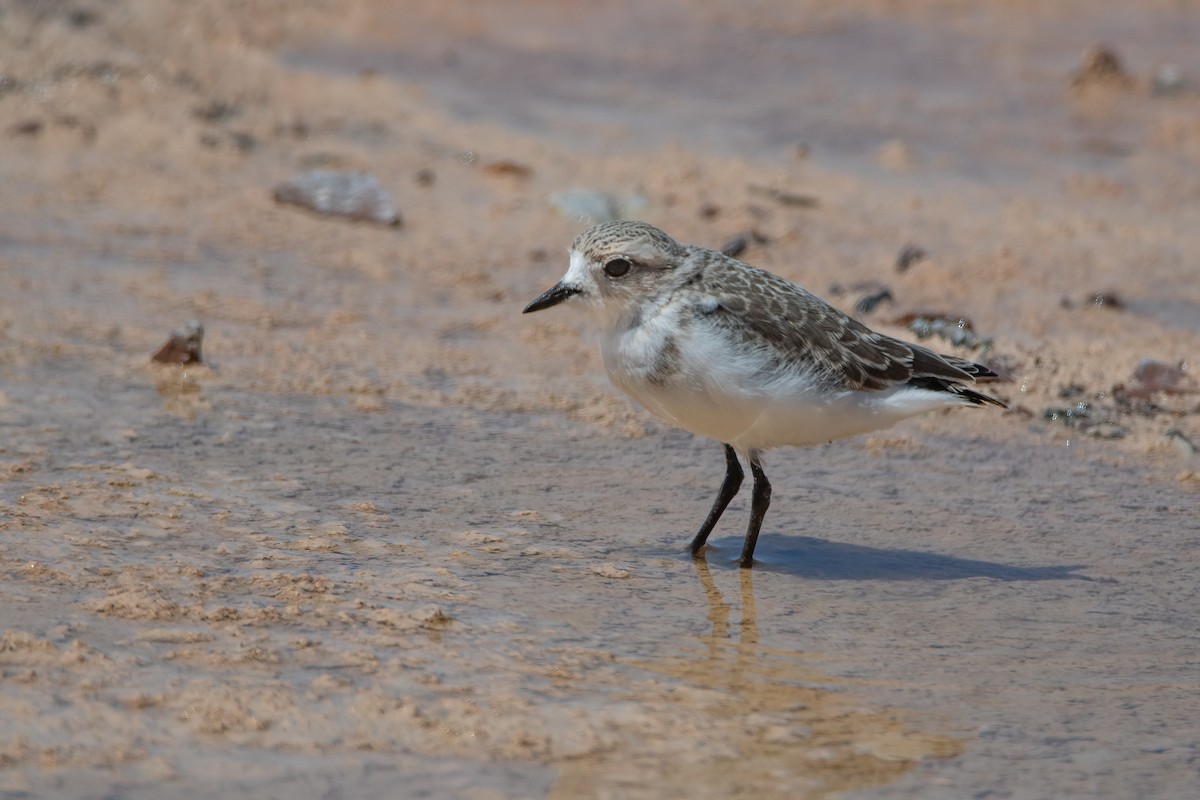 Puna Plover - ML421960451