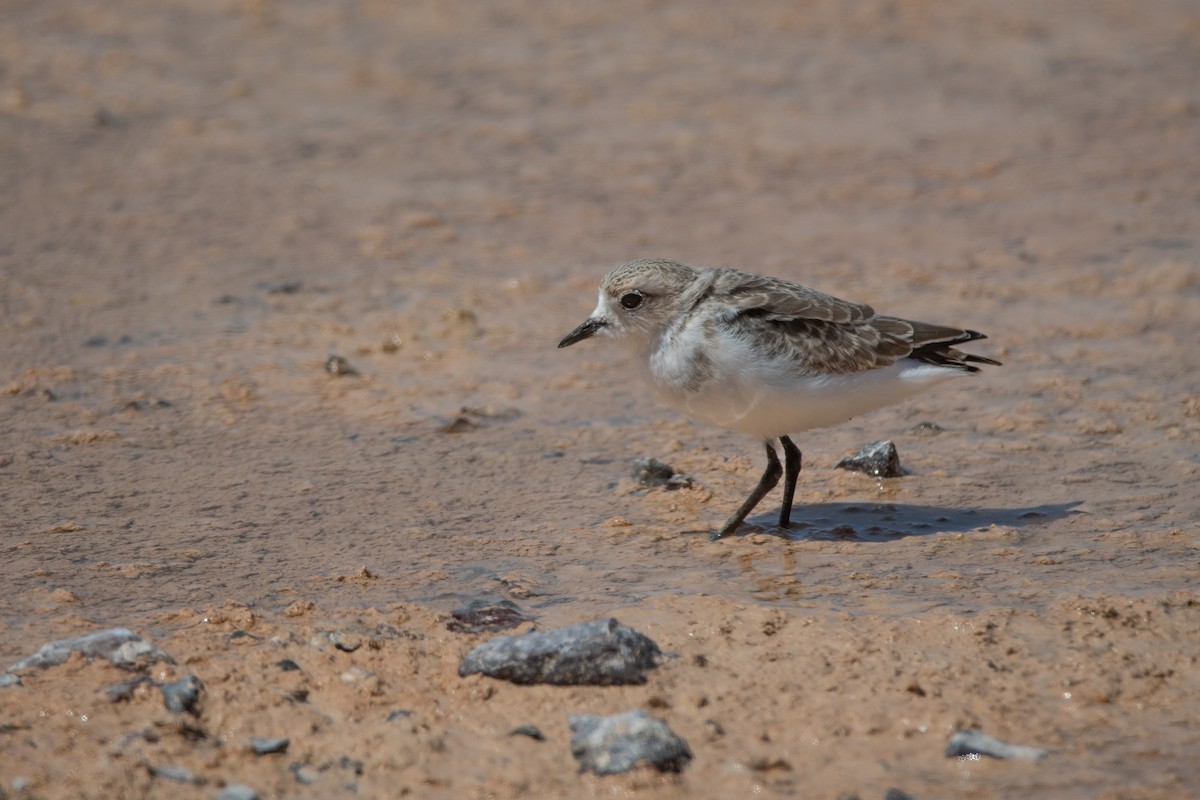 Puna Plover - ML421960541