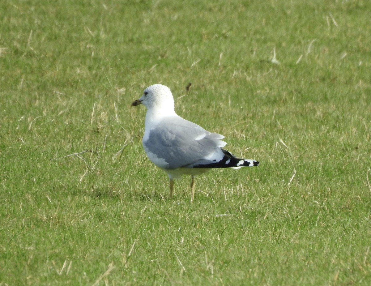 Herring Gull - ML421960671