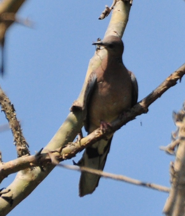 Laughing Dove - ML421960761