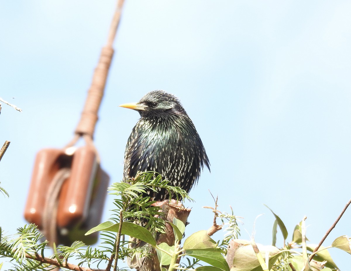 European Starling - ML421960891