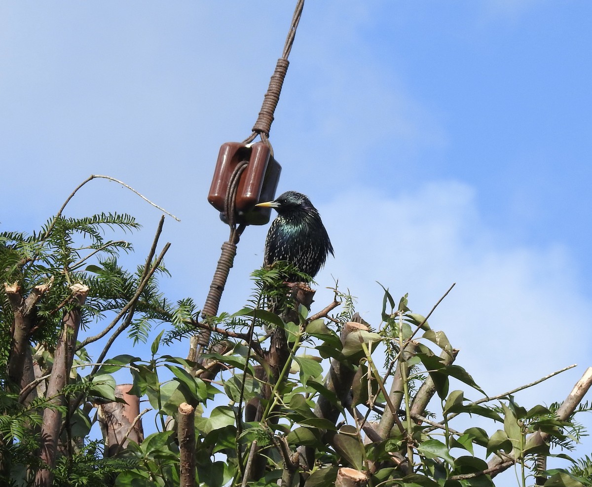 European Starling - ML421960911