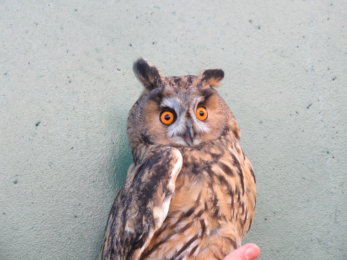 Long-eared Owl - ML421961801