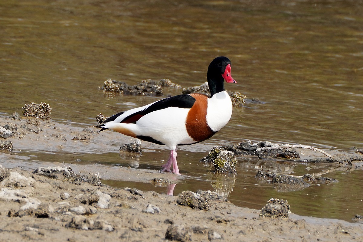 Анхидал ангир - ML421961941