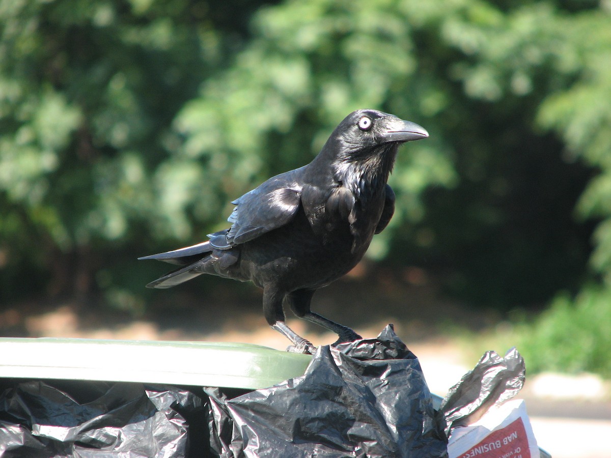 Australian Raven - ML42196231