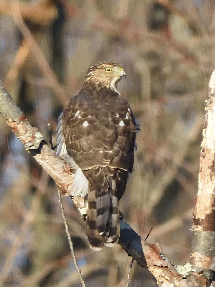 Cooper's Hawk - Steven Albert