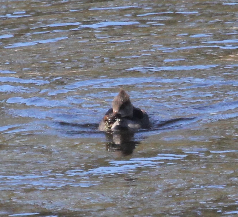 Hooded Merganser - ML421962971