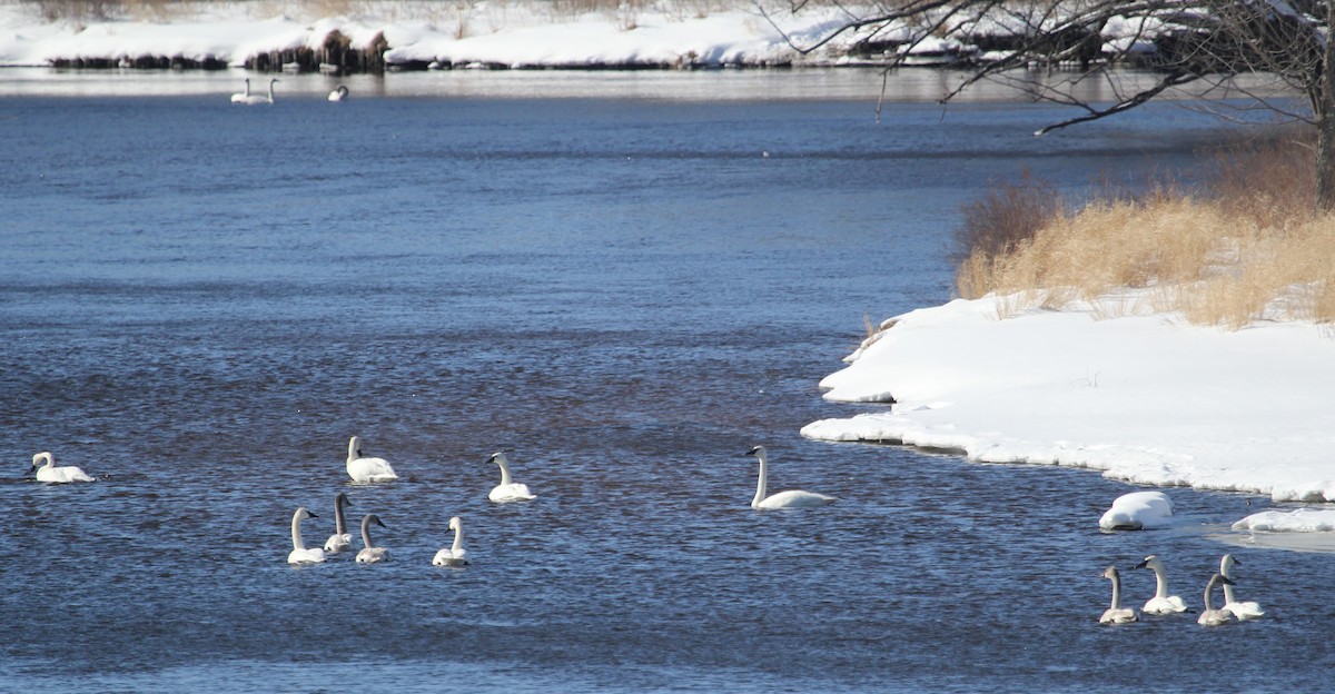 Trumpeter Swan - ML421963381