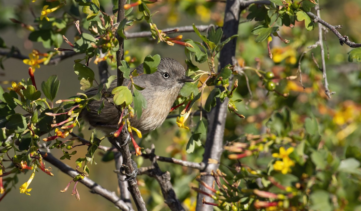 Wrentit - Marky Mutchler