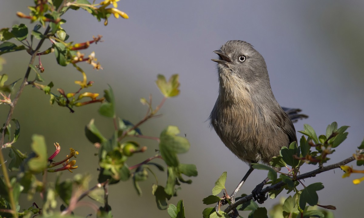 Wrentit - ML421963891