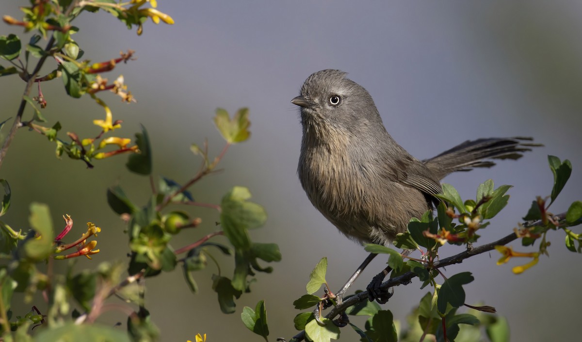 Wrentit - Marky Mutchler