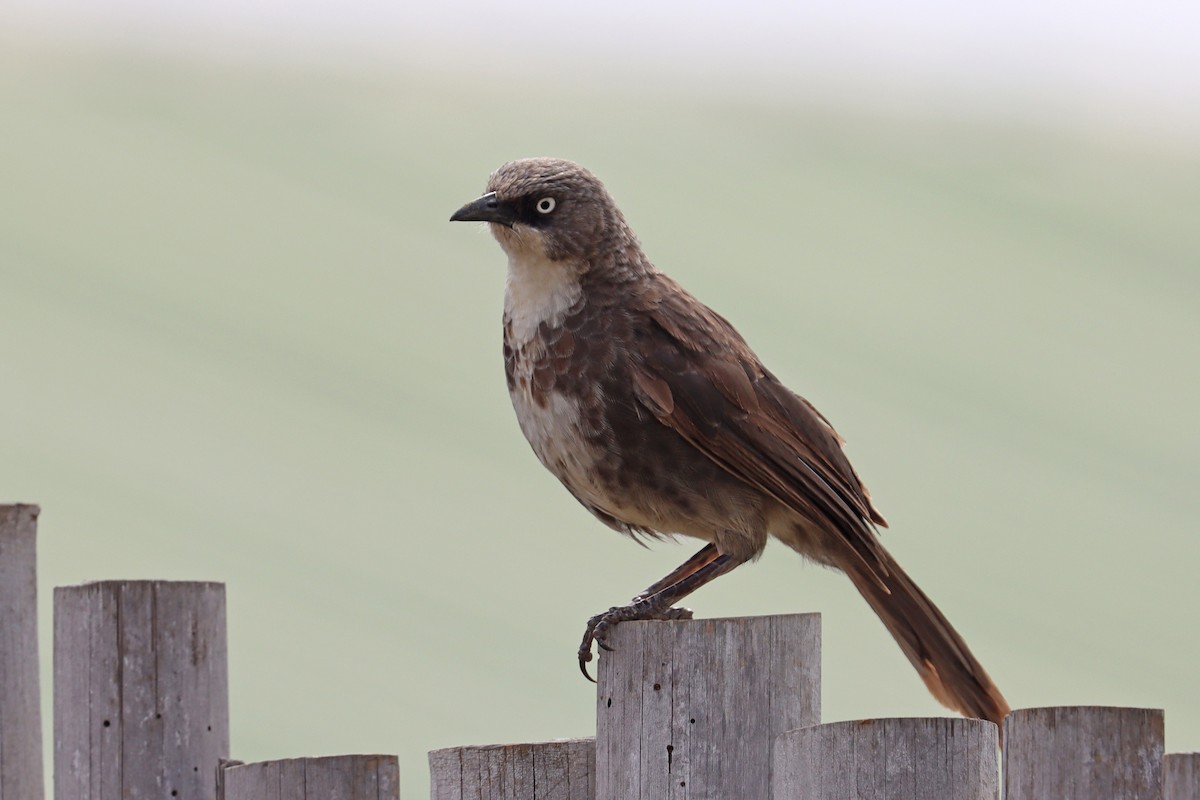 Northern Pied-Babbler - ML421964161