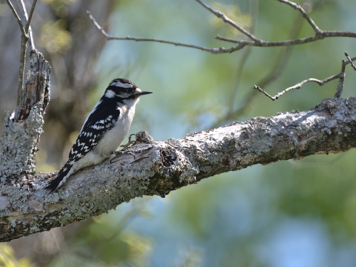 Downy Woodpecker - Eric Lathrop