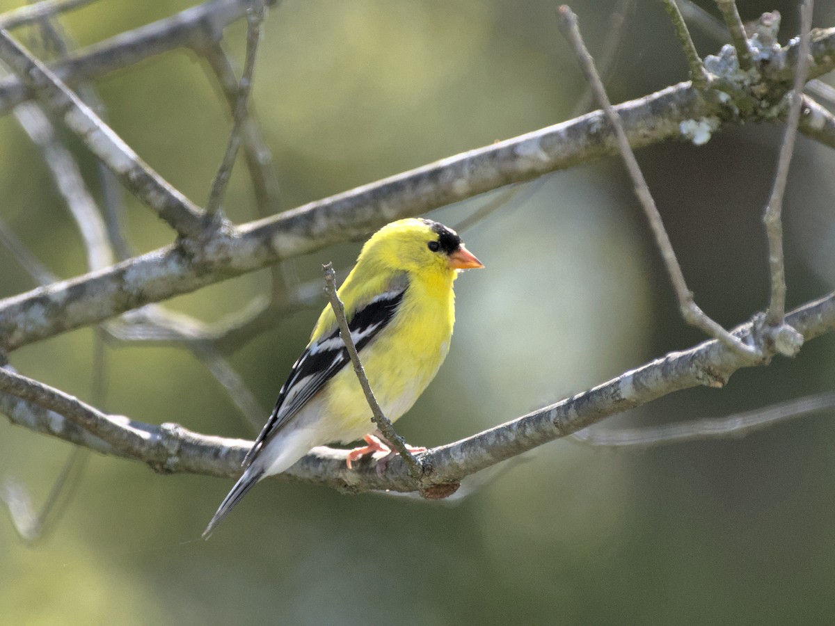 American Goldfinch - ML421964451