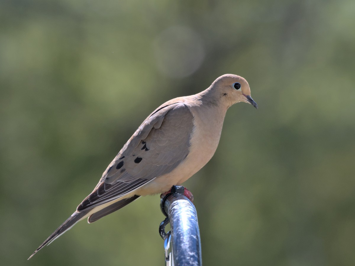 Mourning Dove - ML421964481