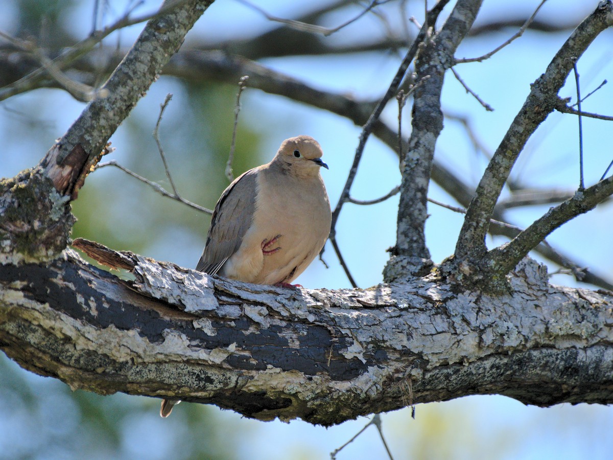 Mourning Dove - ML421964491