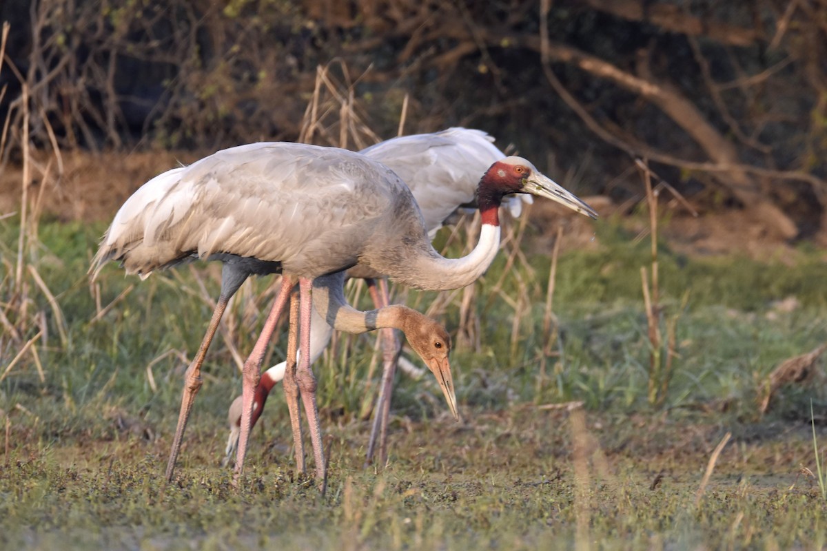 Sarus Crane - Seth Miller