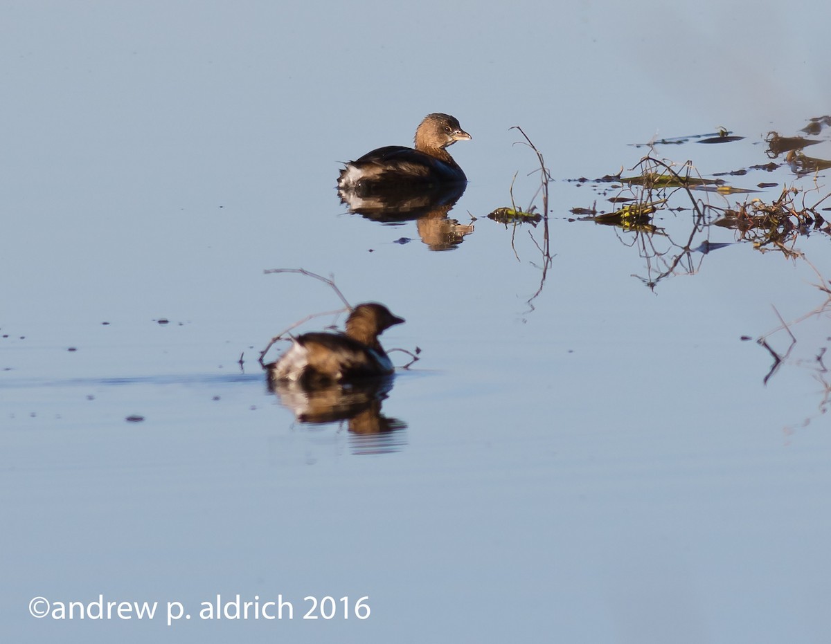 Pied-billed Grebe - ML42196471
