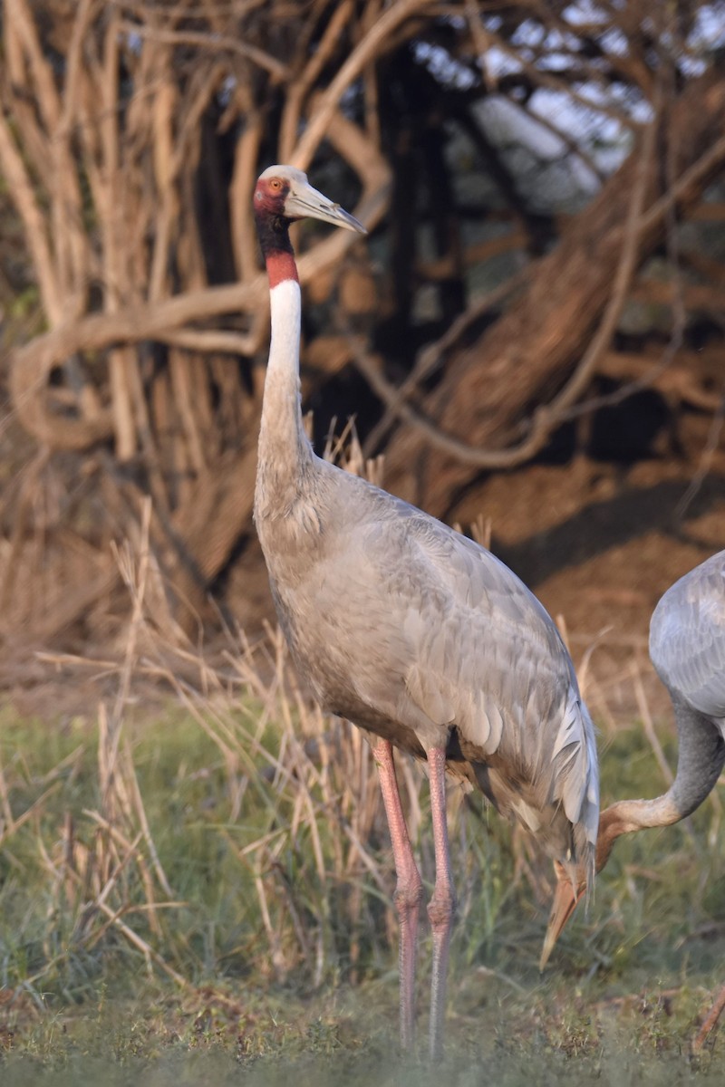 Sarus Crane - Seth Miller