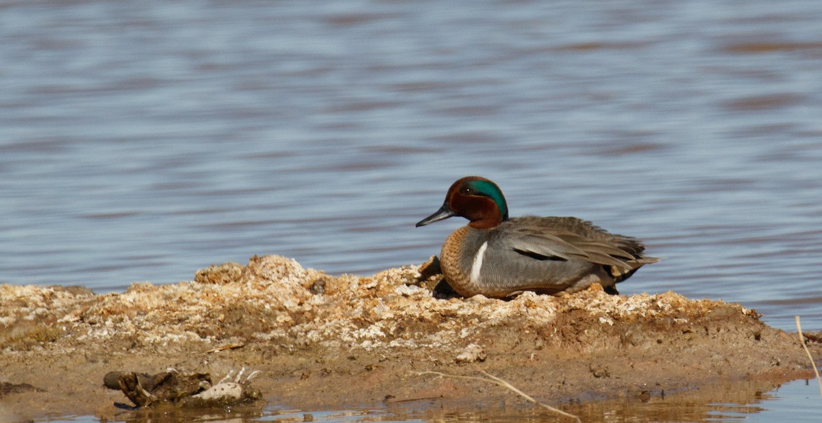 Green-winged Teal - Marc Brawer