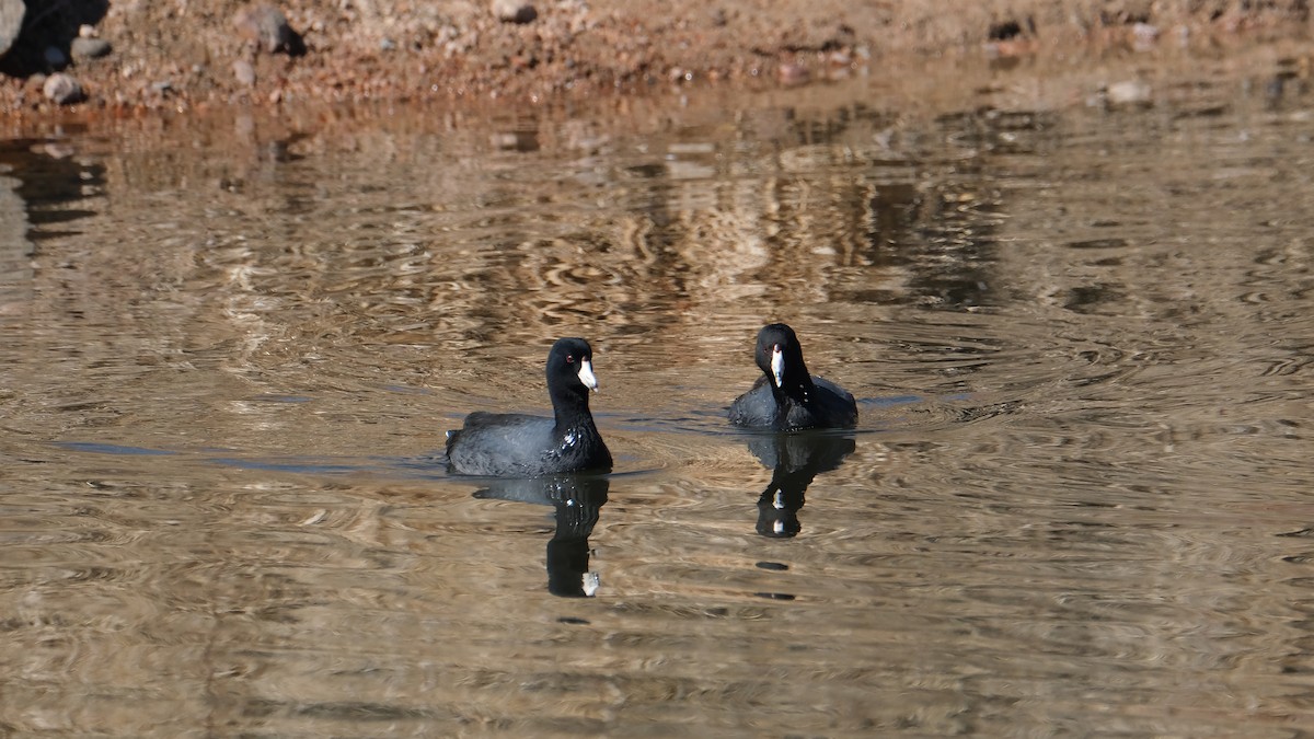 American Coot - ML421966661