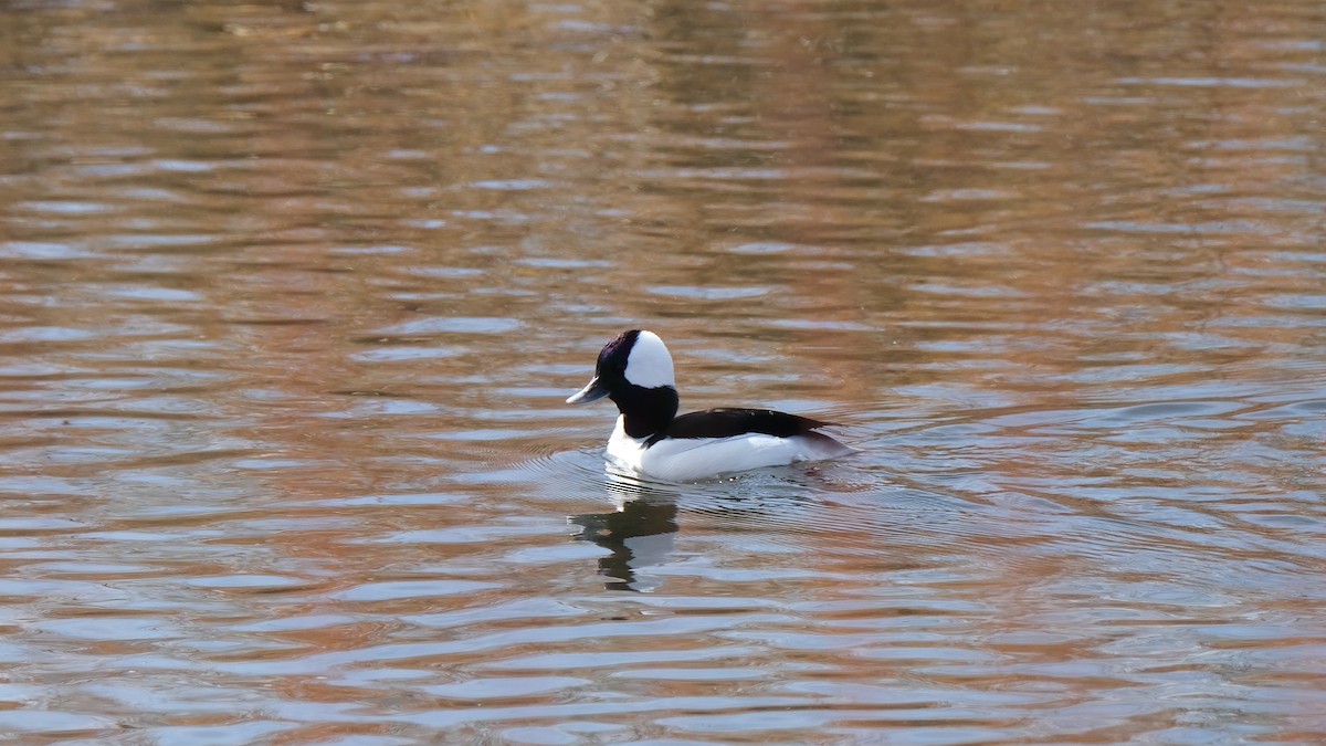 Bufflehead - ML421966781