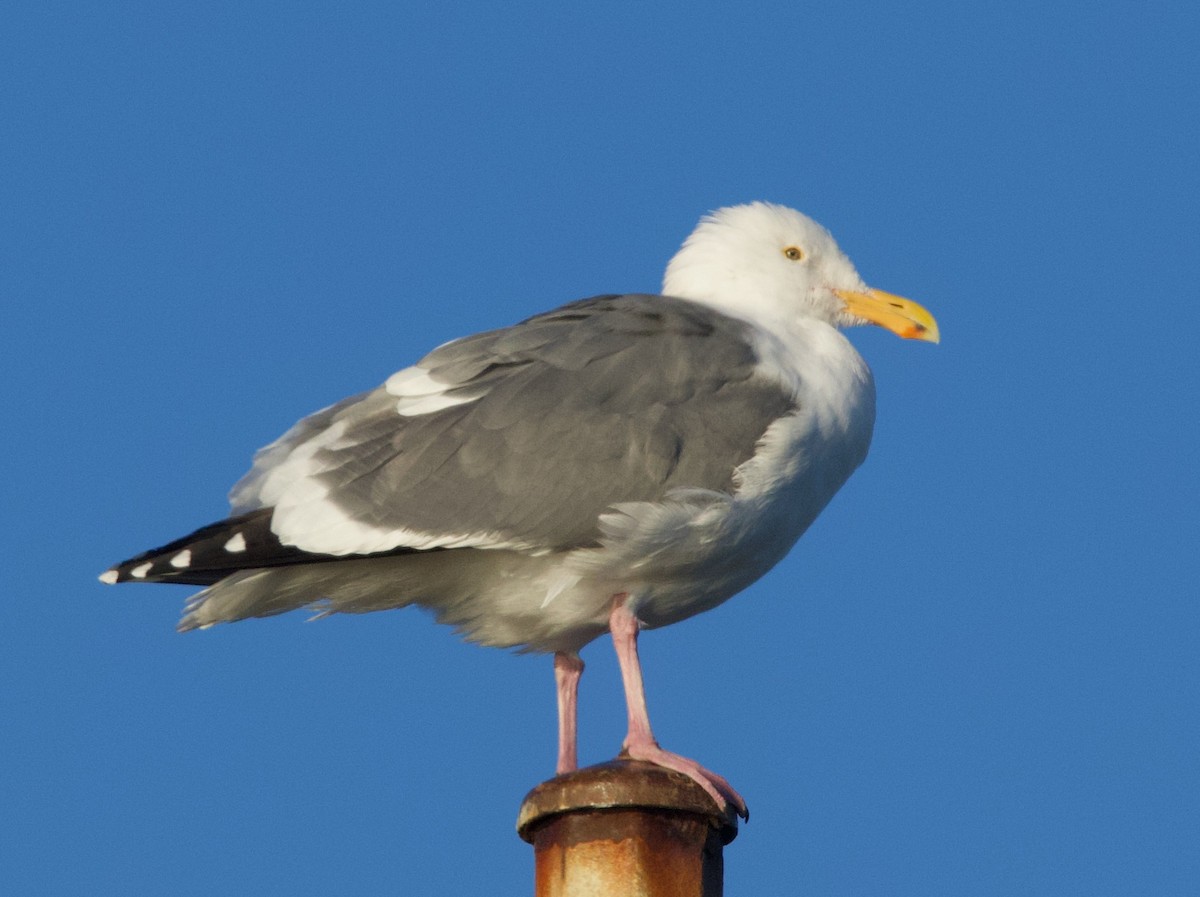 Gaviota Occidental - ML421966901