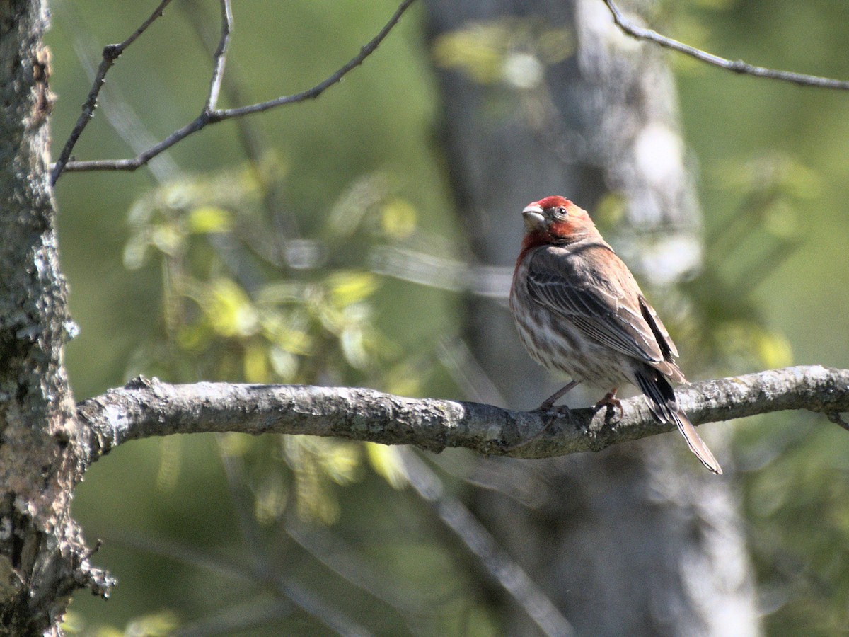 House Finch - ML421967121