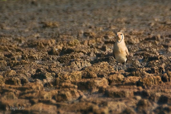 Oriental Pratincole - ML421968341