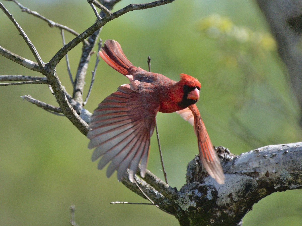 Cardinal rouge - ML421968631