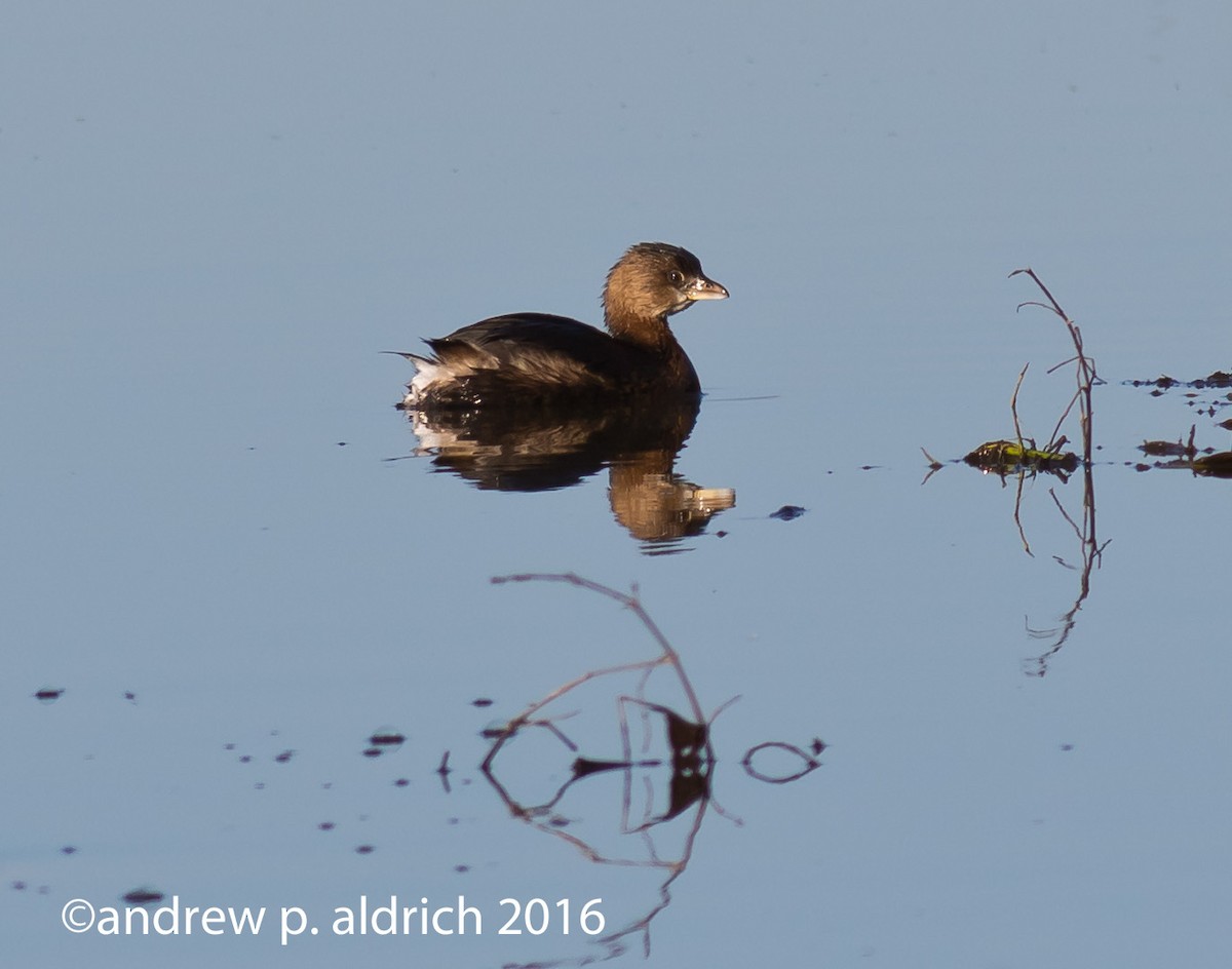 Pied-billed Grebe - ML42197091